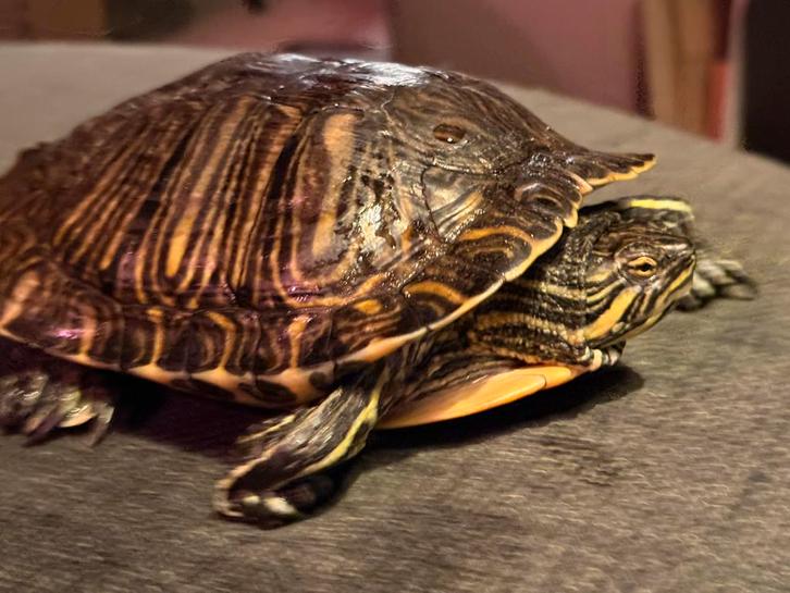 Gezond paar waterschildpadden Turtle - unknown for sale from Hans