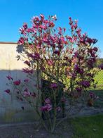 Magnolia 'Susan' 250/300 meerstammig, (Beverboom), Overige soorten, Lente, 250 tot 400 cm, Ophalen