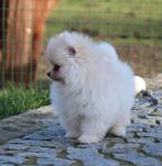 Pomeriaan pup, Parvo, België, Keeshond, Reu