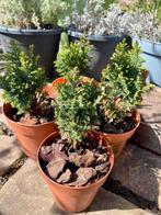 taxus plantjes, Ophalen of Verzenden, Bloeit niet, Overige soorten, Volle zon