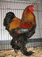 Brahma haan, Mannelijk, Kip