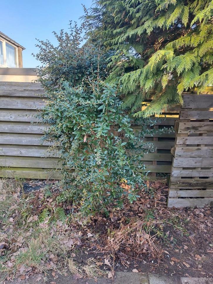 Berberis Julianee, Tuin en Terras, Planten | Bomen, Overige soorten, 100 tot 250 cm, Halfschaduw, Lente, Ophalen