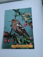 VINK, Ophalen of Verzenden, 1980 tot heden, Natuur