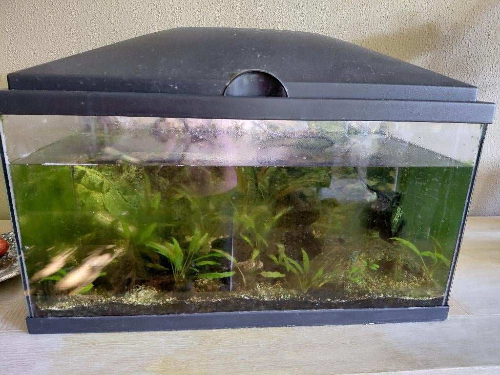 Gratis afhalen: Aquarium met 1 algeneter., Dieren en Toebehoren, Vissen | Aquaria en Toebehoren, Ophalen, Gebruikt, Overige merken