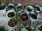 Aardbeien plantjes voor in de tuin of op het balkon, Tuin en Terras, Planten | Tuinplanten, Ophalen, Volle zon, Vaste plant, Fruitplanten