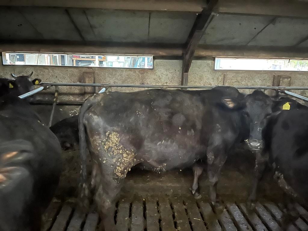 Slachtrijpe koeien en ossen black angus/wagyu, Meerdere dieren