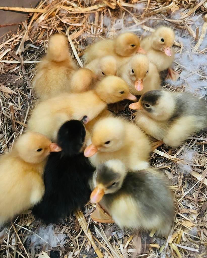 5 lieve jonge kwaker eendjes - Net uit het ei!, Dieren en Toebehoren, Pluimvee, Meerdere dieren, Eend