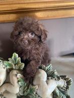 Schitterende mini Maltipoo pups (nog 1 Teefje), Dieren en Toebehoren, Honden | Chihuahua's en Gezelschapshonden, Parvo, Overige rassen