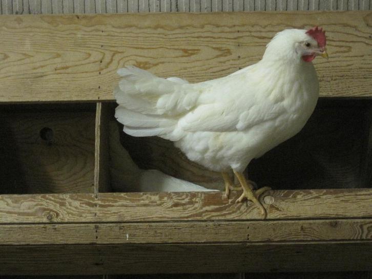 mooie witte leghennen te koop, Dieren en Toebehoren, Pluimvee, Kip, Vrouwelijk