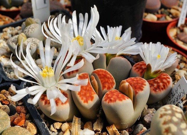 Lithops karasmontana Lateritia " red tops ", Huis en Inrichting, Kamerplanten, Verzenden, Cactus, Volle zon, Minder dan 100 cm