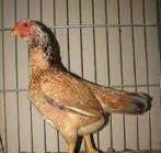 bonte  krielkippen, Vrouwelijk, Kip