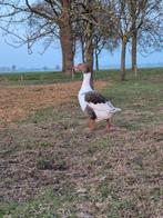 Prachtige Twentse Landgans te koop!, Mannelijk, Kip