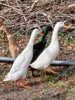 Te koop bevruchte broedeieren van Indische loopeend., Dieren en Toebehoren, Pluimvee, Geslacht onbekend, Eend