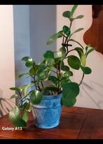 Grote Krokodillentranen Kamerplant in Pot, Ophalen, Overige soorten, Halfschaduw, Minder dan 100 cm