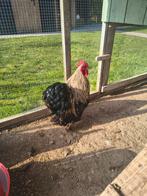 Cochin haantje 1 jaar oud, Mannelijk, Kip