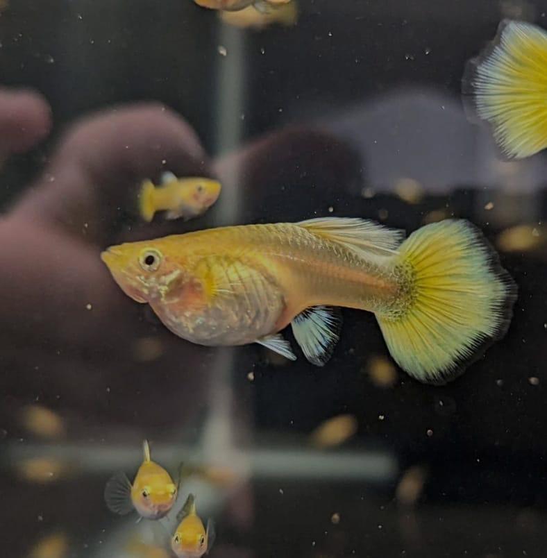 24kt full gold guppen guppy te koop, Dieren en Toebehoren, Vissen | Aquariumvissen