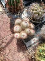 Een kas voor cactussen, Ophalen