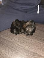 Cavia's, Dieren en Toebehoren, Knaagdieren, Februari, Meerdere dieren, Cavia