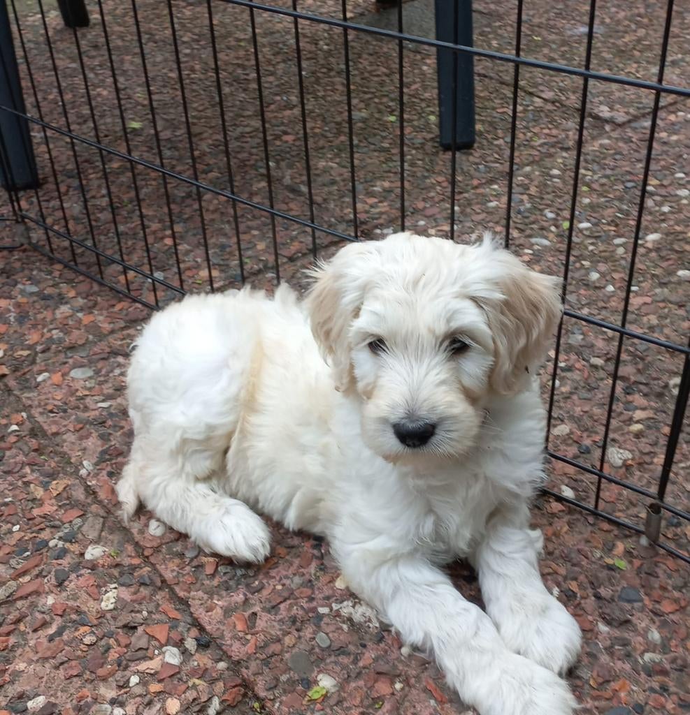 Lieve Medium Labradoodle pups-nog enkele reutjes beschikbaar, Parvo, Overige rassen, 8 tot 15 weken, Meerdere