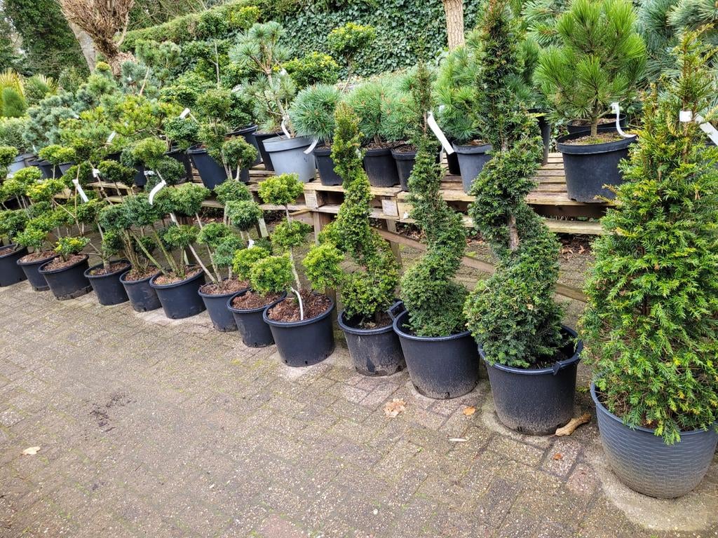 Taxus Vormsnoei - Diverse Maten en Vormen, Tuin en Terras, Planten | Tuinplanten, Vaste plant, Bloeit niet, Halfschaduw, Ophalen