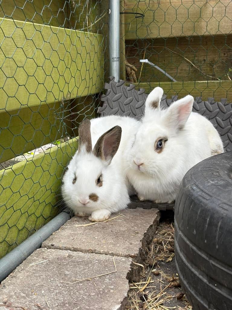 2 lieve (voedster) konijnen zoeken huisje, Dieren en Toebehoren, Vrouwelijk, Dwerg