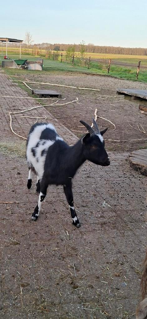Jonge geit, Dieren en Toebehoren, Schapen, Geiten en Varkens, Vrouwelijk, Geit