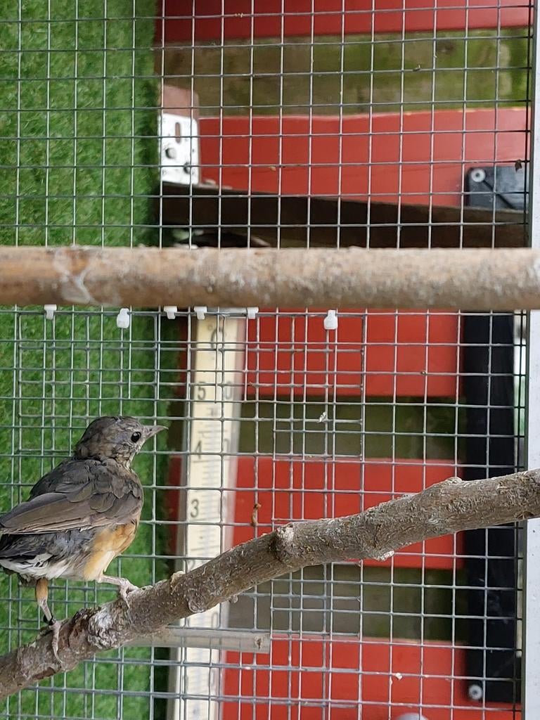 Zwartborst lijster te koop of ruilen, Dieren en Toebehoren, Vogels | Overige Vogels, Vrouwelijk, Geringd