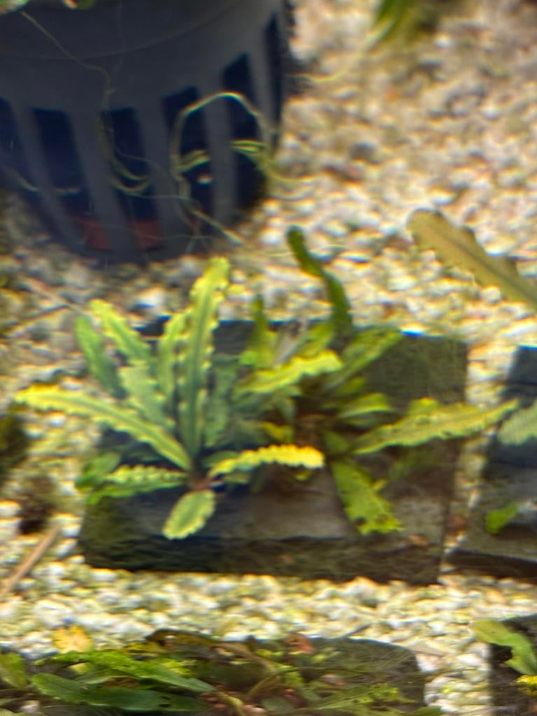Bucephalandra alamanda v3 dark, Dieren en Toebehoren, Vissen | Aquariumvissen, Vis