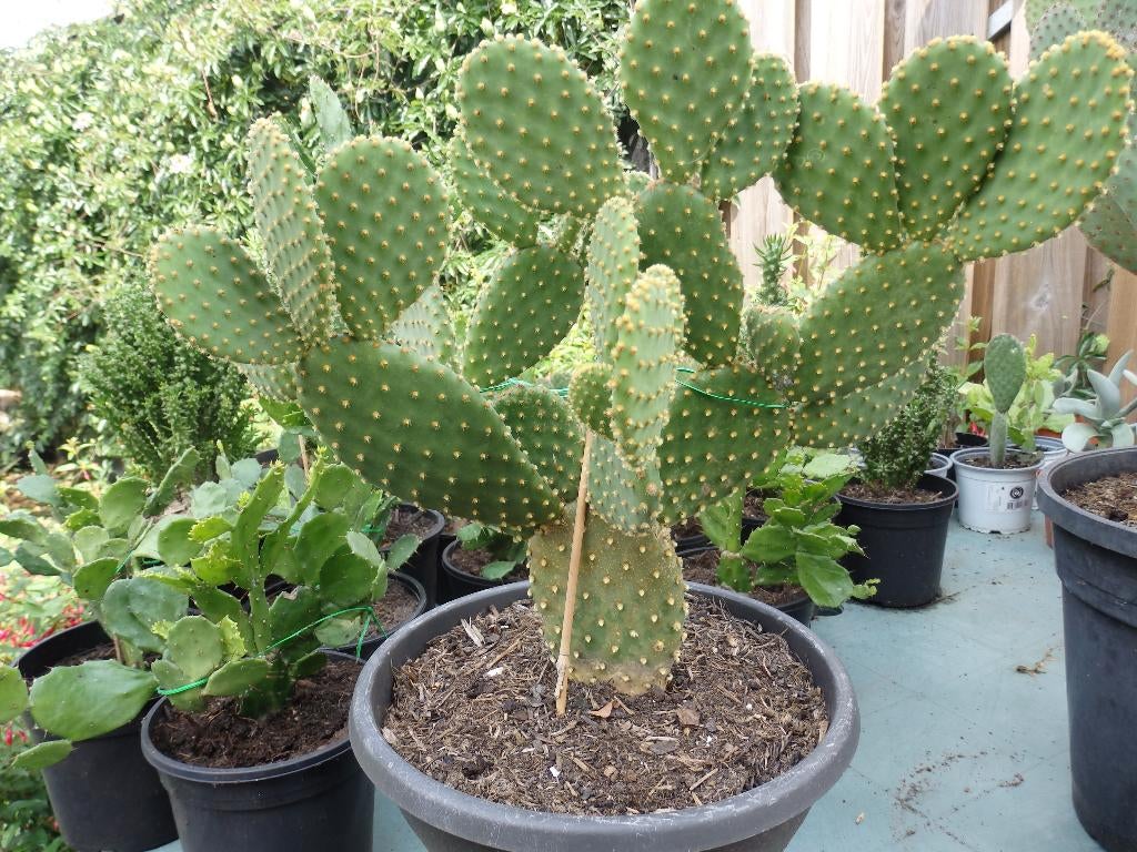 Te koop mooie grote schijfcactus, Ophalen, Halfschaduw, Minder dan 100 cm, In pot