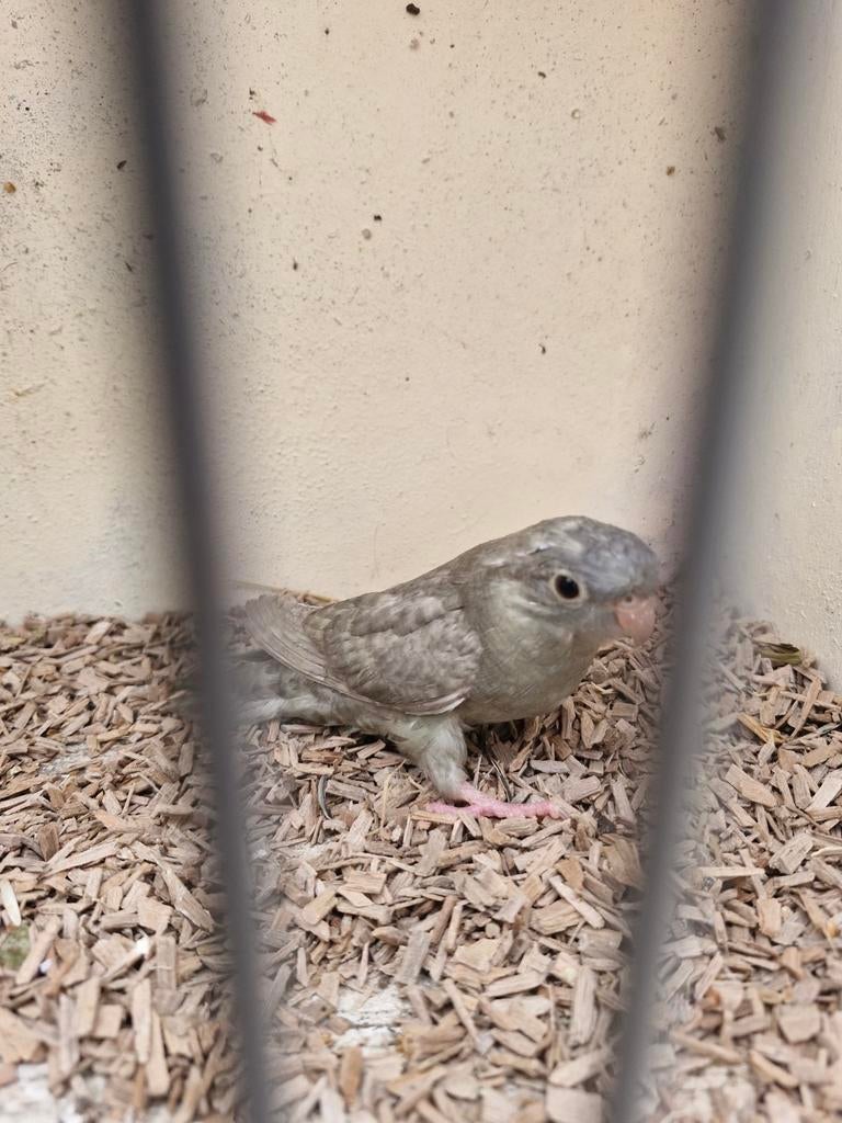 Koppel catharina's, Dieren en Toebehoren, Vogels | Parkieten en Papegaaien, Meerdere dieren, Parkiet, Geringd