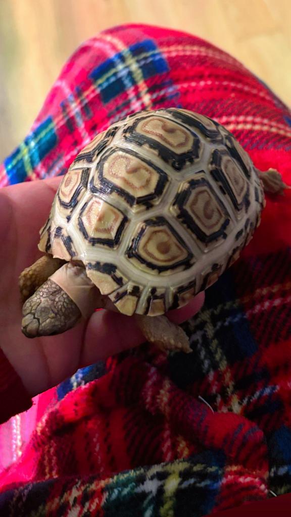 panterschildpad  of luipaardschildpad Stigmochelys pardalis, 0 tot 2 jaar
