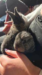 Lotharingen/vlaamse reus, Meerdere dieren, Groot, 0 tot 2 jaar