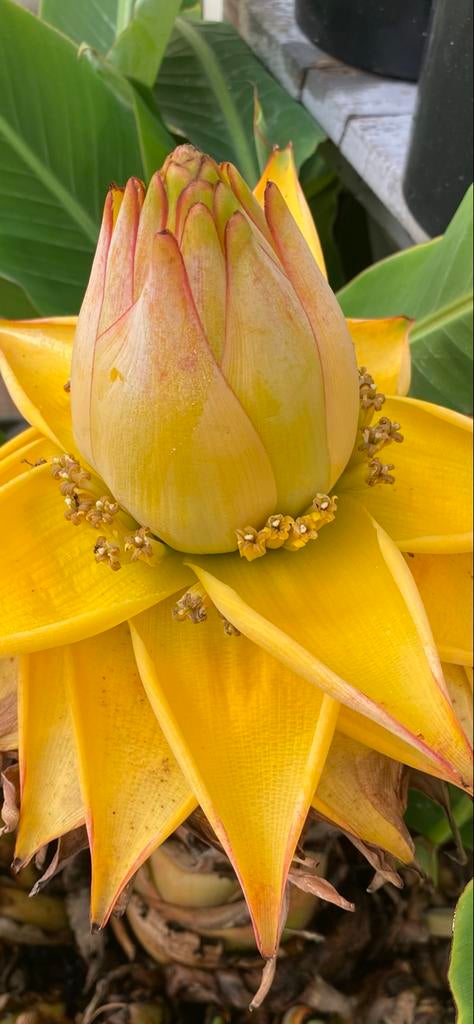 Musella lasiocarpa - Chinese Dwergbanaan / Gouden Lotusbanaa, Volle zon, Vaste plant, Zomer, Ophalen