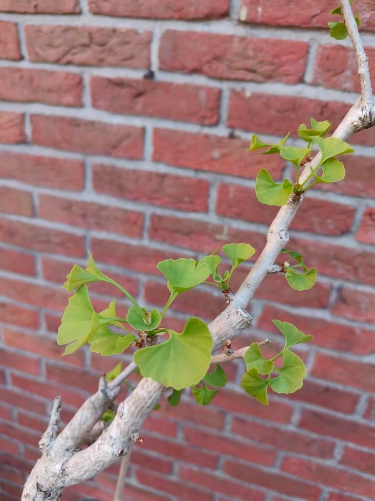 Gingko Bonsai Japanse Notenboom, Ophalen of Verzenden, Minder dan 100 cm, Overige soorten, Zomer
