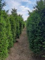 Taxus baccata, Bloeit niet, Halfschaduw, Minder dan 100 cm, Overige soorten