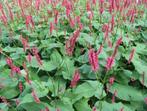 Persicaria / Duizendknoop - Bijvriendelijk voor bijtjes, Vaste plant, Halfschaduw, Zomer, Ophalen