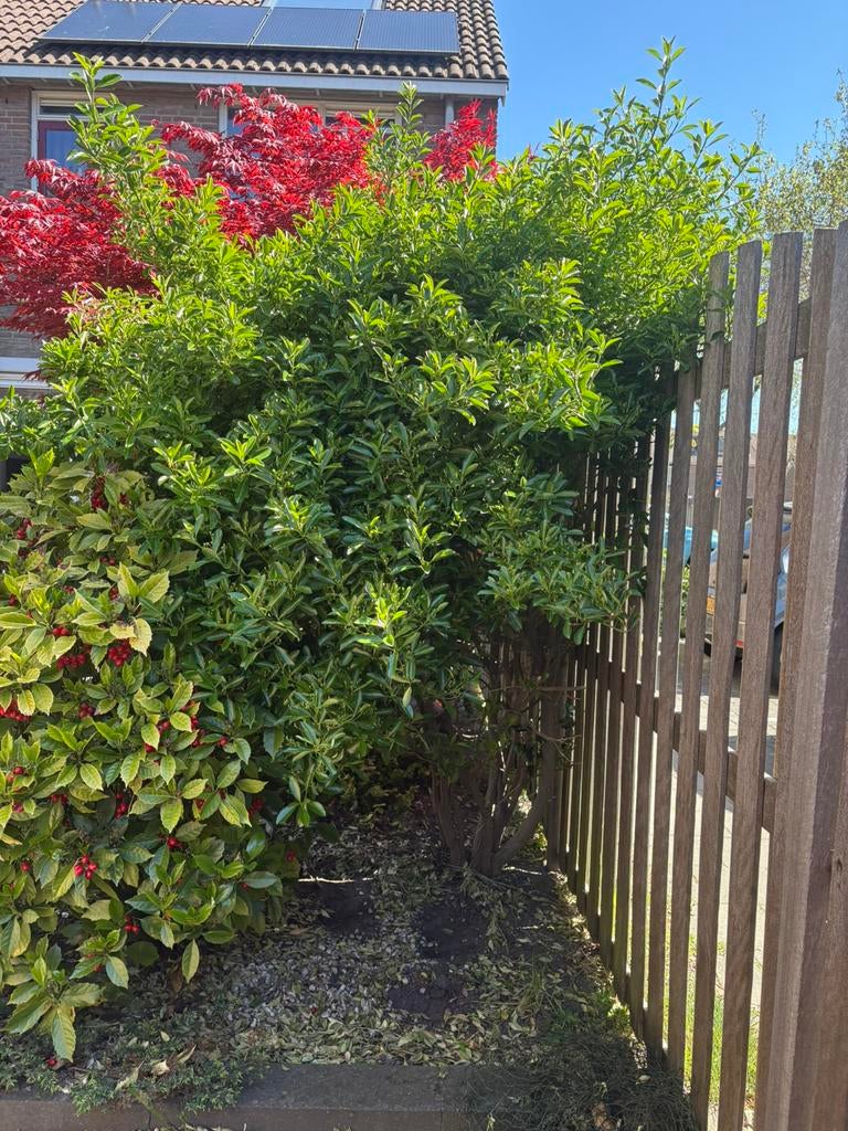Groene boom, Tuin en Terras, Planten | Bomen, Ophalen, Overige soorten, 100 tot 250 cm