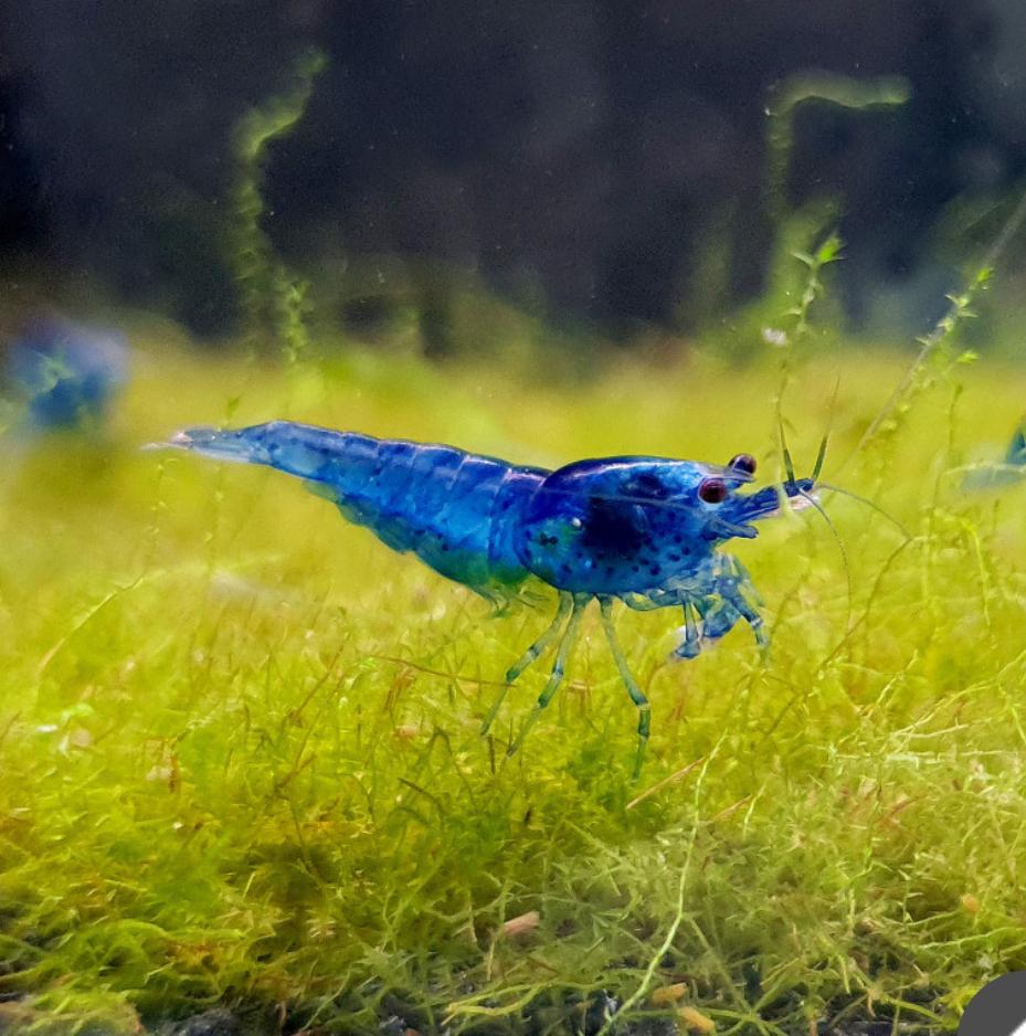 Blauwe garnaal, Kreeft, Krab of Garnaal