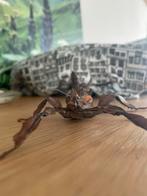 Eitjes en nimfen( baby’s) van Australische flappentak, Dieren en Toebehoren, Wandelende tak