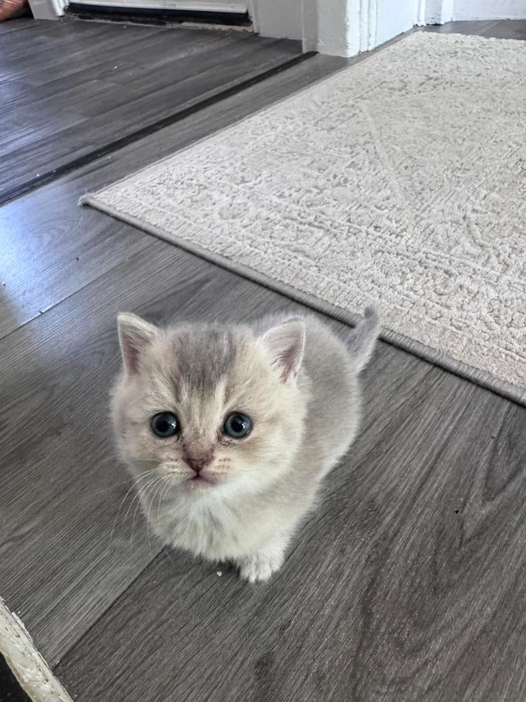 Britse korthaar kittens, Dieren en Toebehoren, Katten en Kittens | Raskatten | Langhaar, Meerdere dieren, Ontwormd, 0 tot 2 jaar