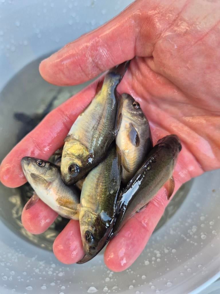 Spiegelkarpers 6 tot 9 cm, Dieren en Toebehoren, Vissen | Vijvervissen, Karper of Koi