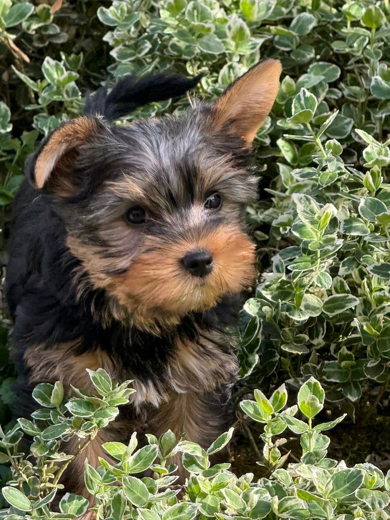 Yorkshire puppys, Dieren en Toebehoren, Parvo, Nederland, Overige rassen, 8 tot 15 weken