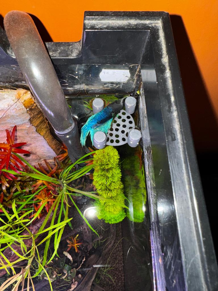 Drijvend Betta Bed (4x4x2cm), Dieren en Toebehoren, Vissen | Aquaria en Toebehoren, Decoratie, Nieuw, Ophalen of Verzenden, Nvt