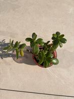 Crassula Ovata (Jadeplant) - 25 cm hoog, Volle zon, Vaste plant, Bloeit niet, Ophalen