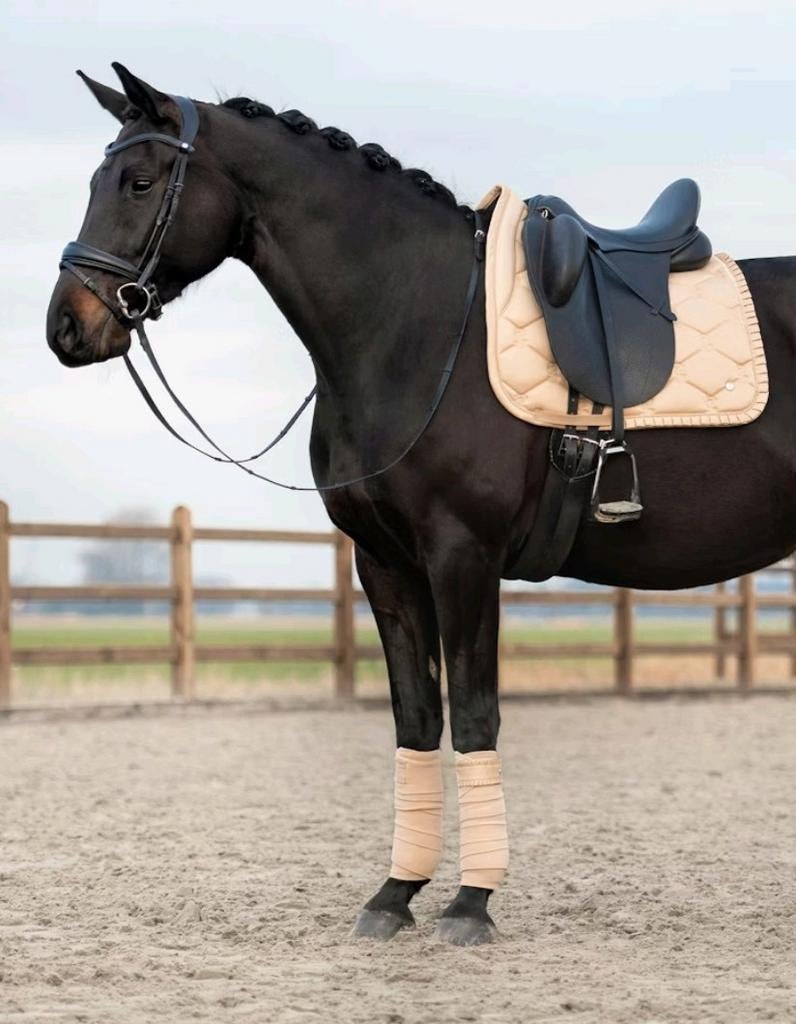 Nieuw Ps of Sweden Ruffle Dressuur Set, Dekje + Bandages, Dieren en Toebehoren, Ophalen of Verzenden, Nieuw, Dekje