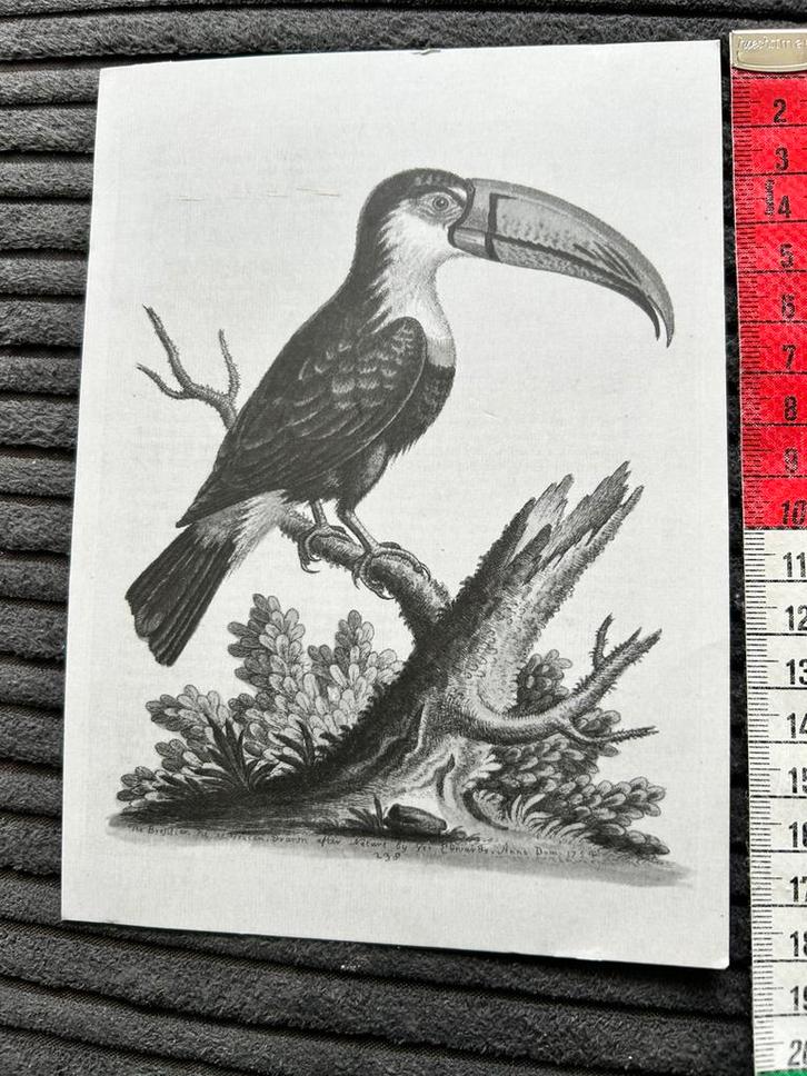 Kaart plaatje geen lijnen achter Vogel, Verzamelen, Ansichtkaarten | Themakaarten, Ongelopen, Ophalen of Verzenden