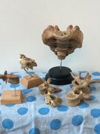 skelet schedel mens medische anatomische instrumenten, Ophalen of Verzenden, Gebruikt