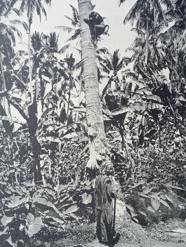 Foto gravure Nederlands Indië Sumatra 1910, Ophalen of Verzenden