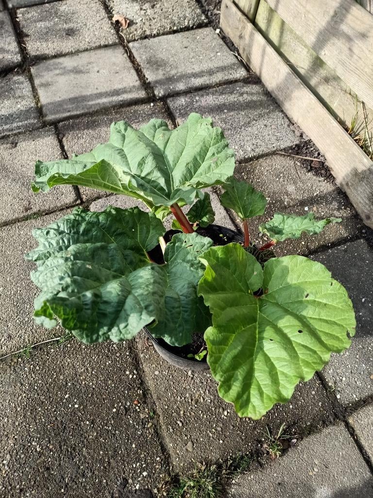 Rabarber plant, Ophalen, Overige soorten, Volle zon
