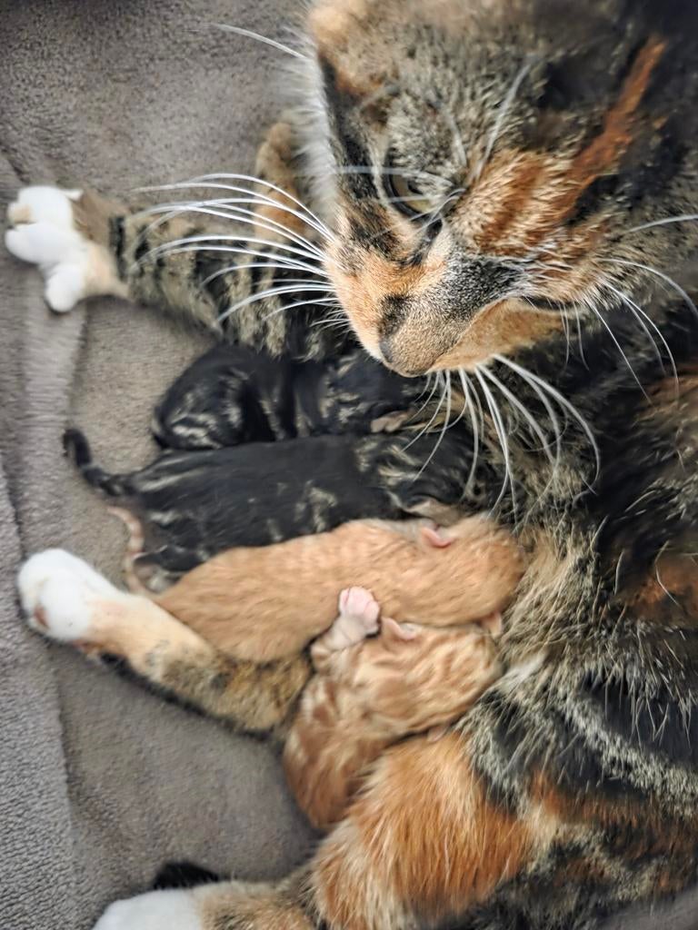 Prachtige kittens, Kater